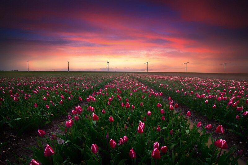 Tulip Field at Sunset — Pink, Dramatic, Photograph, Wind Turbines