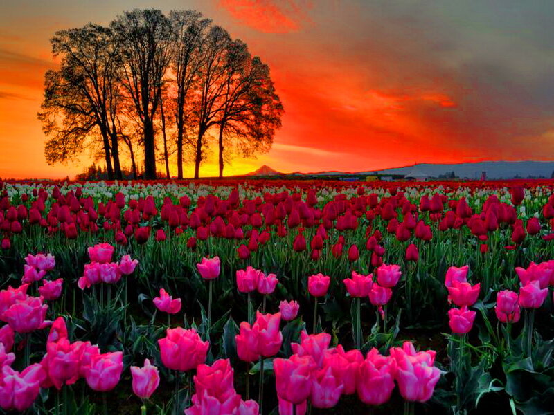 Tulip Field at Sunset — Pink, Dramatic