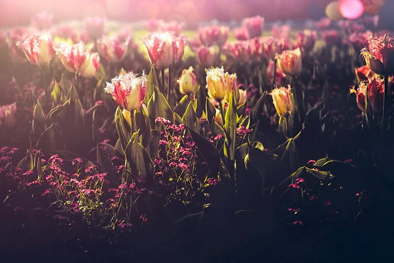 Tulip Field at Sunset — Pink, Serene, Photograph, Flowers