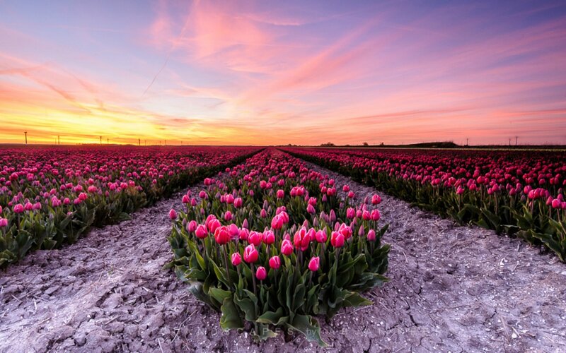 Tulip Field at Sunset — Pink, Serene, Photograph, Sky, Clouds