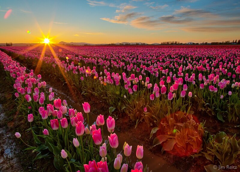 Tulip Field at Sunset — Pink, Serene, Photograph