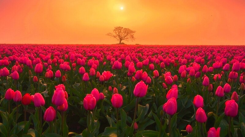 Tulip Field at Sunset — Pink, Serene, Photograph, Tree