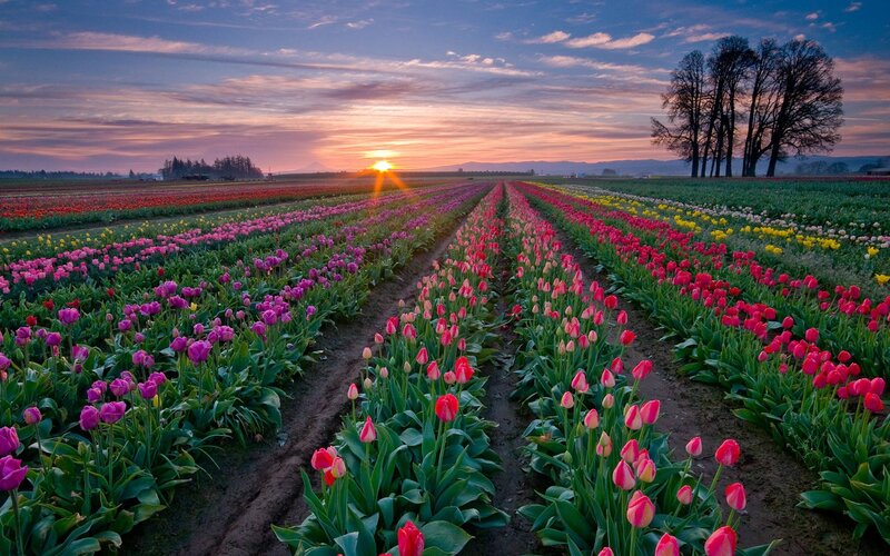 Tulip Field at Sunset — Pink, Serene, Photograph, Trees