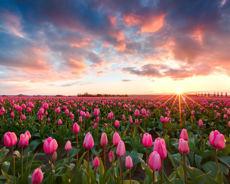Tulip Field at Sunset — Pink
