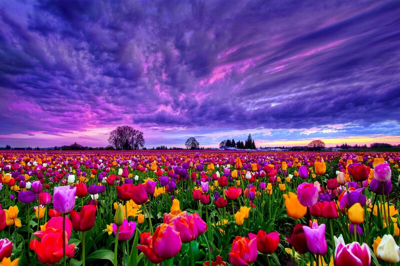 Tulip Field at Sunset — Purple, Dramatic, Photograph, Sky