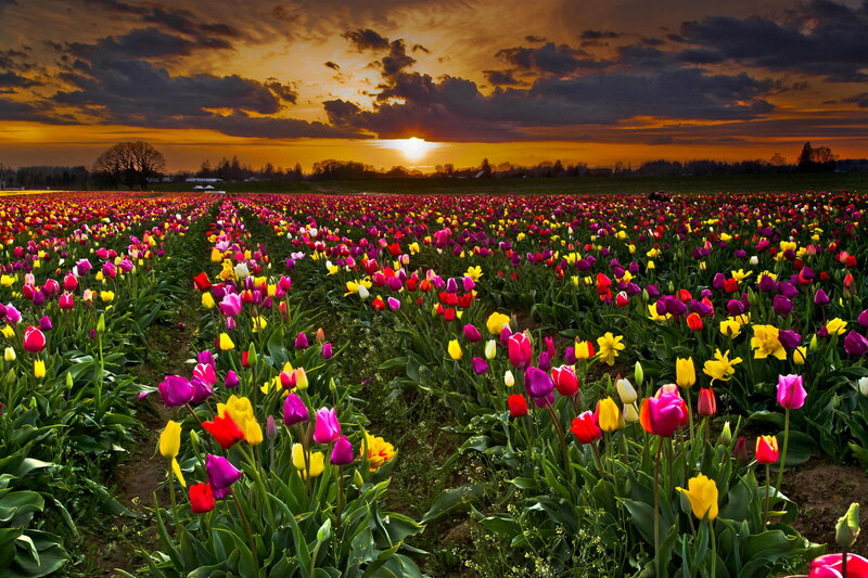 Tulip Field at Sunset — Purple, Dramatic, Photograph