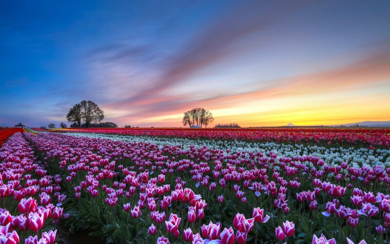 Tulip Field at Sunset — Purple, Serene, Photograph, Trees