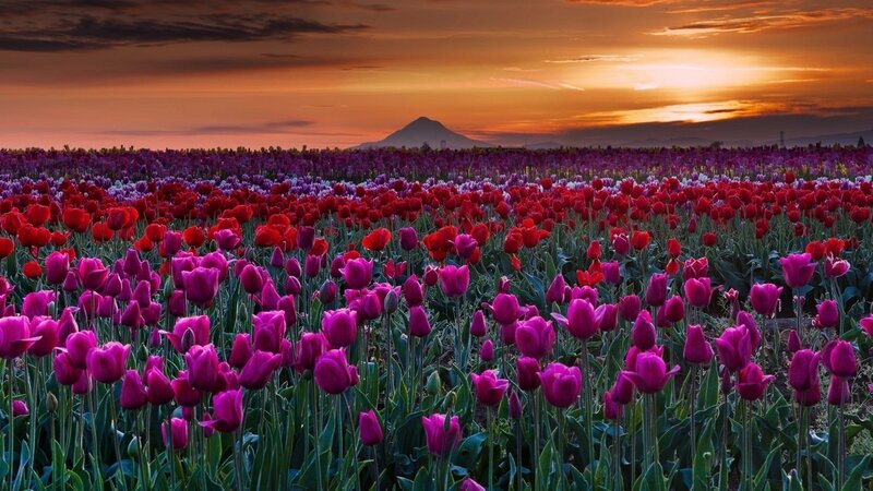 Tulip Field at Sunset — Purple, Serene