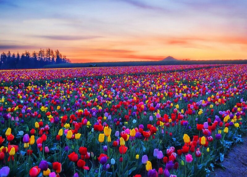 Tulip Field at Sunset — Purple