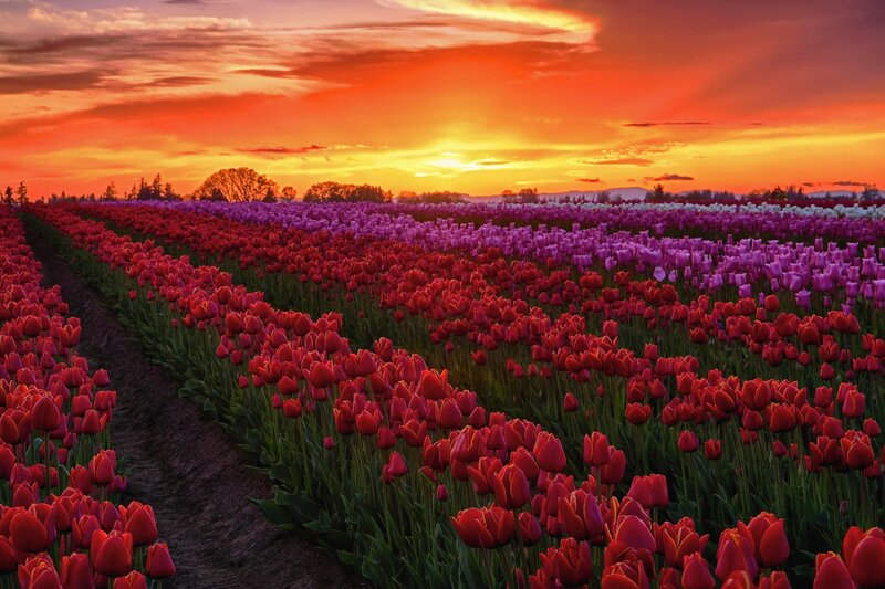 Tulip Field at Sunset — Red, Dramatic, Photograph, Clouds