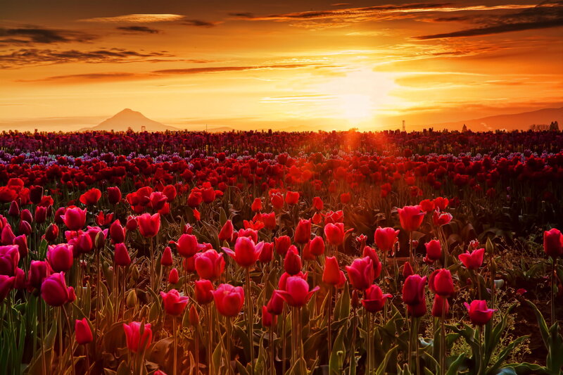 Tulip Field at Sunset — Red, Dramatic, Photograph, Mountain, Sky