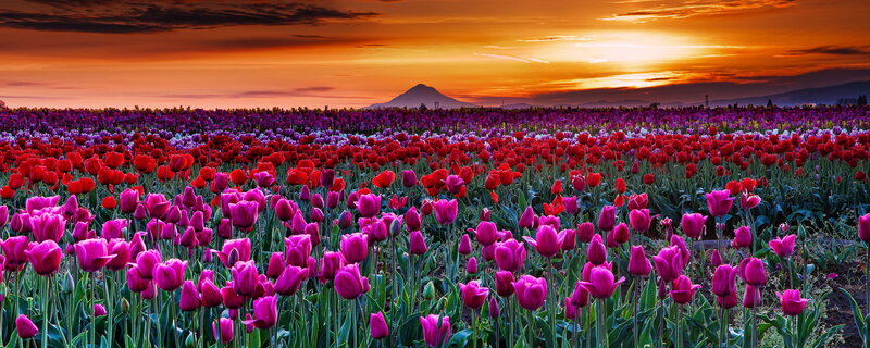 Tulip Field at Sunset — Red, Dramatic, Photograph, Mountain