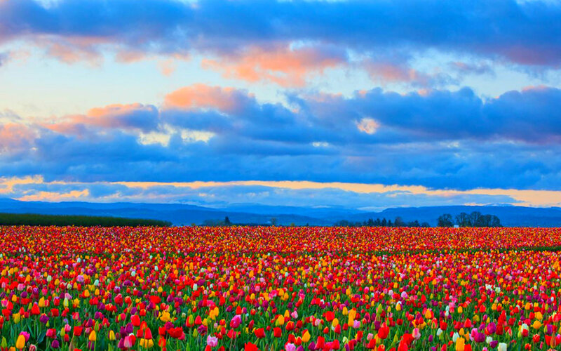 Tulip Field at Sunset — Red, Dramatic, Photograph, Sky