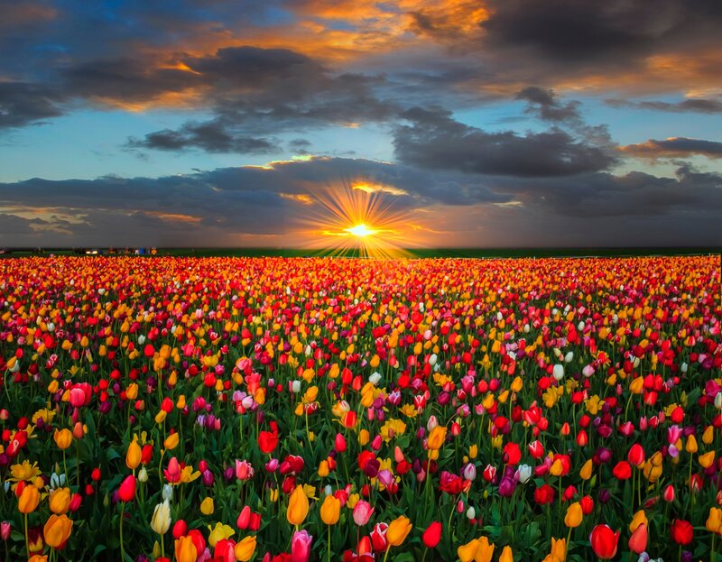 Tulip Field at Sunset — Red, Dramatic, Photograph, Sun