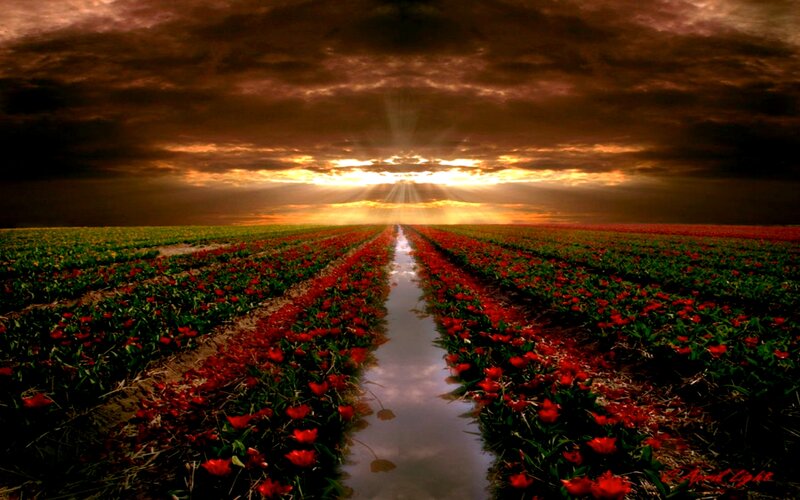 Tulip Field at Sunset — Red, Dramatic, Photograph