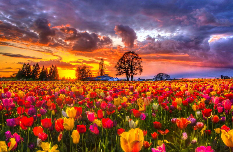 Tulip Field at Sunset — Red, Dramatic, Photograph, Trees