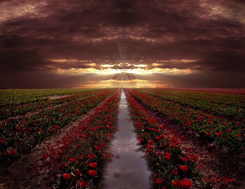 Tulip Field at Sunset — Red, Dramatic