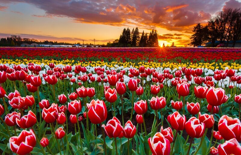 Tulip Field at Sunset — Red, Serene, Photograph