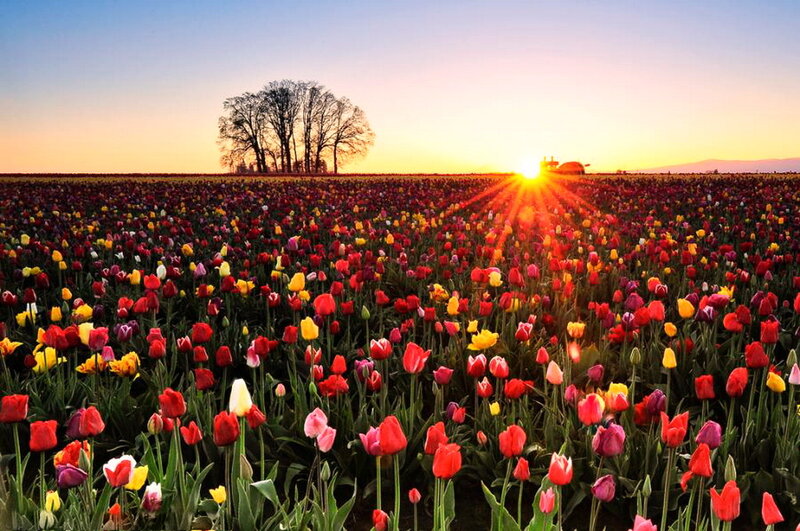 Tulip Field at Sunset — Red, Serene