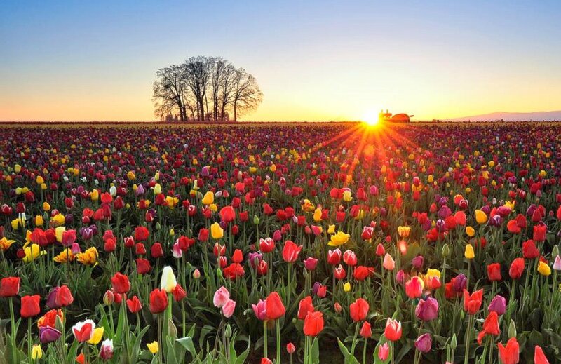 Tulip Field at Sunset — Red