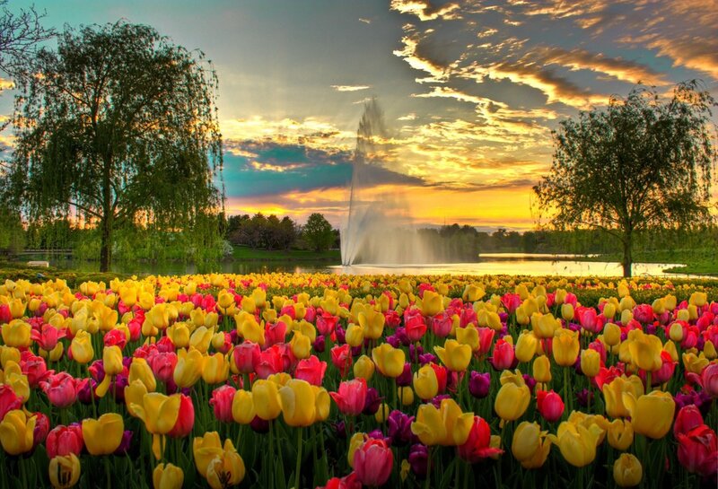 Tulip field at sunset with fountain