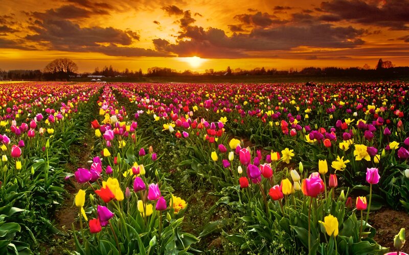 Tulip Field at Sunset — Yellow, Dramatic, Photograph, Clouds