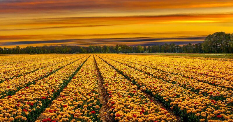 Tulip Field at Sunset — Yellow, Dramatic, Photograph, Sky
