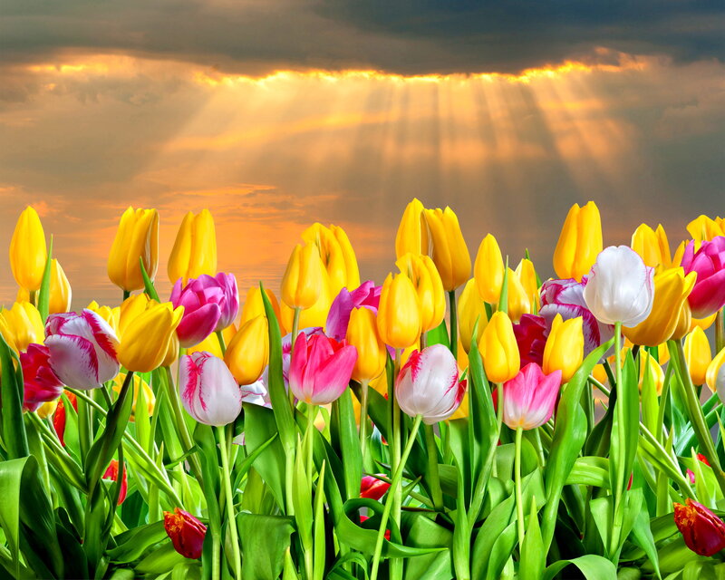 Tulip Field at Sunset — Yellow, Dramatic, Photograph, Sunbeams