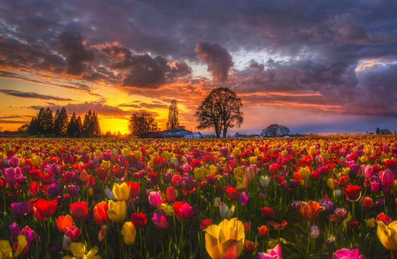 Tulip Field at Sunset — Yellow, Dramatic, Photograph
