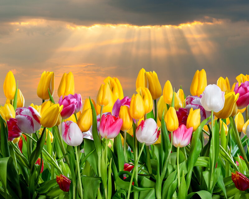 Tulip Field at Sunset — Yellow, Dramatic