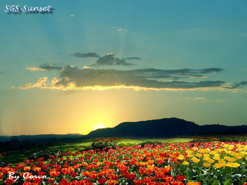 Tulip Field at Sunset — Yellow, Serene, Photograph, Sun