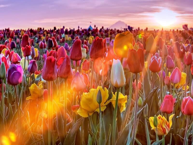 Tulip Field at Sunset — Yellow, Serene, Photograph
