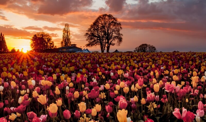 Tulip Field at Sunset — Yellow, Serene, Photograph, Trees
