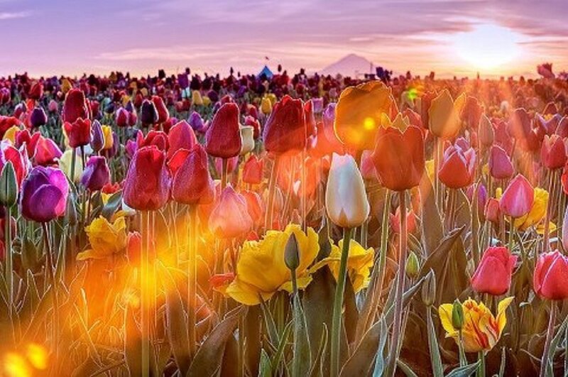 Tulip Field at Sunset — Yellow, Serene