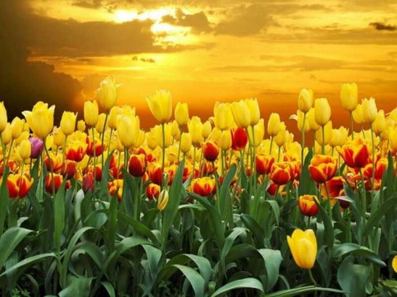 Tulip Field at Sunset — Yellow