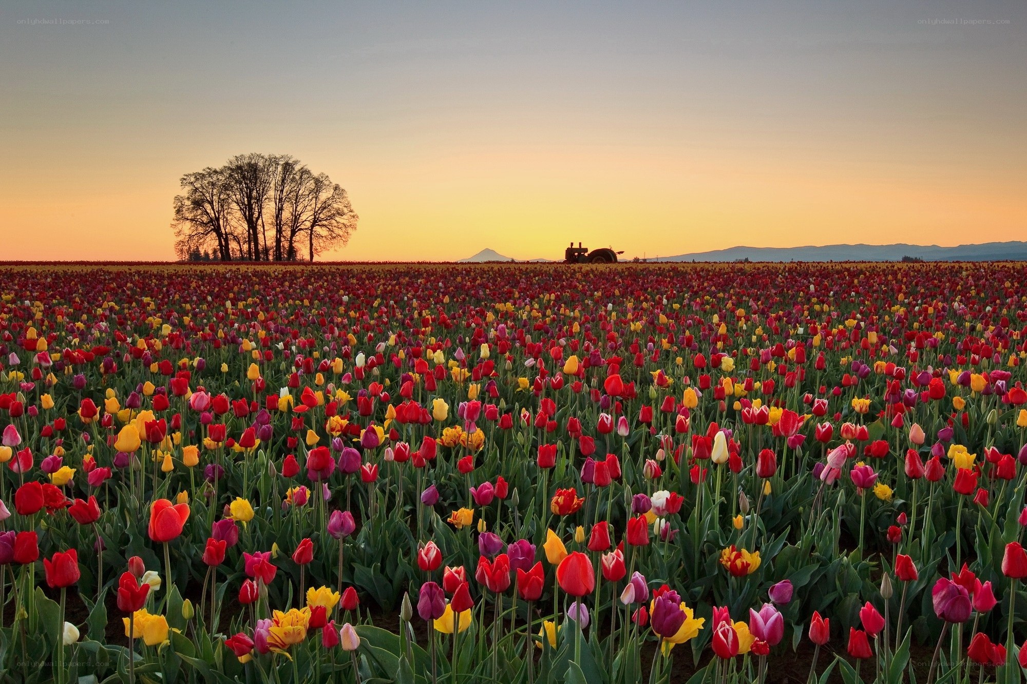 Tulip field at sunset