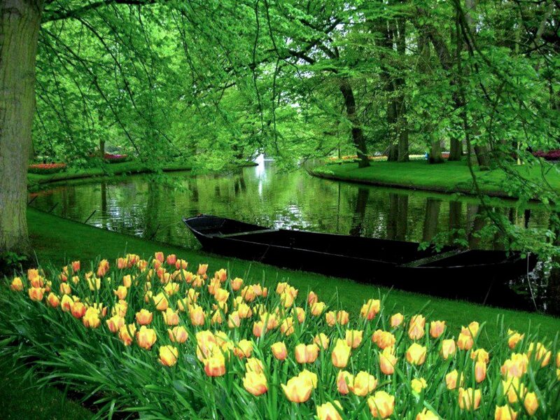 Tulip Field by Canal — Green, Serene