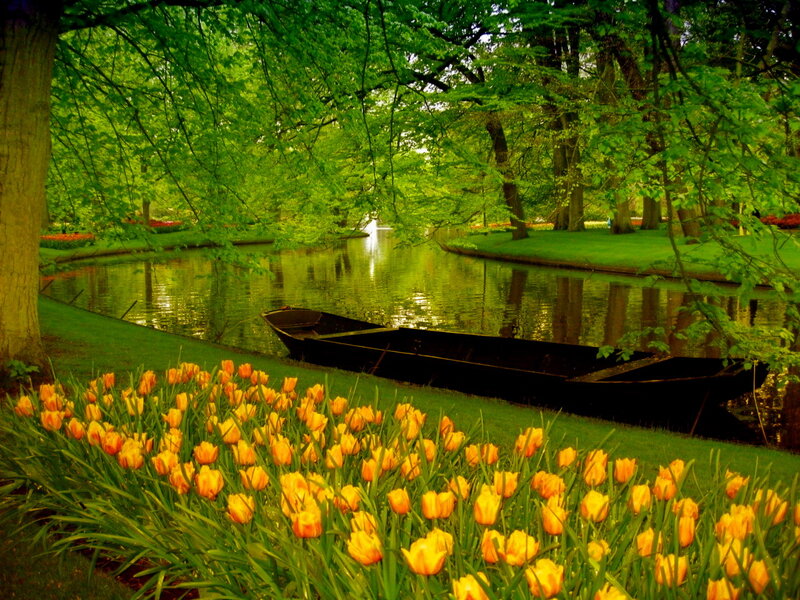 Tulip Field by Canal — Green