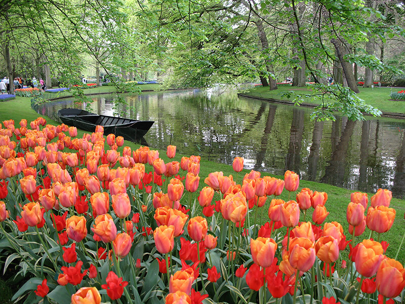Tulip Field by Canal
