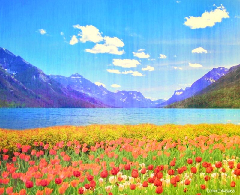 Tulip Field by Lake — Blue