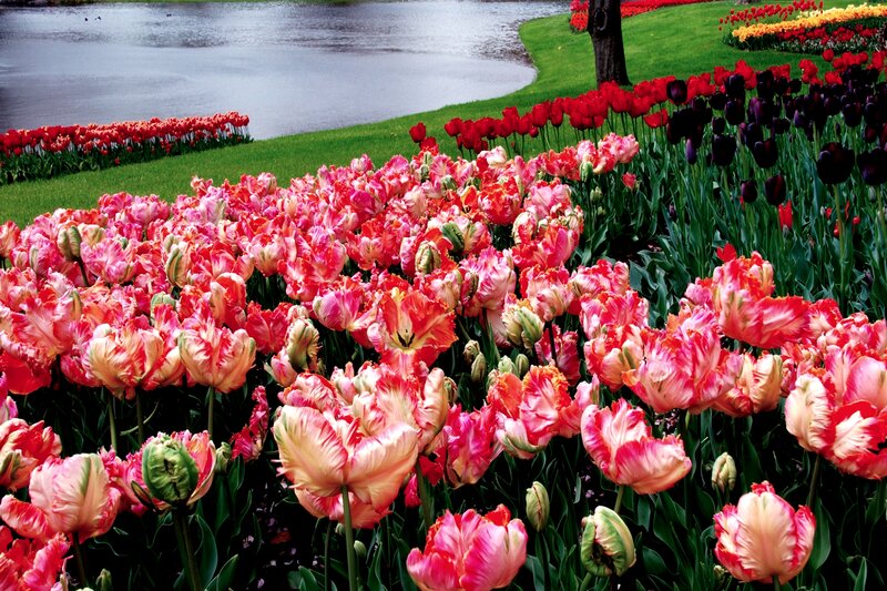 Tulip Field by Lake — Pink