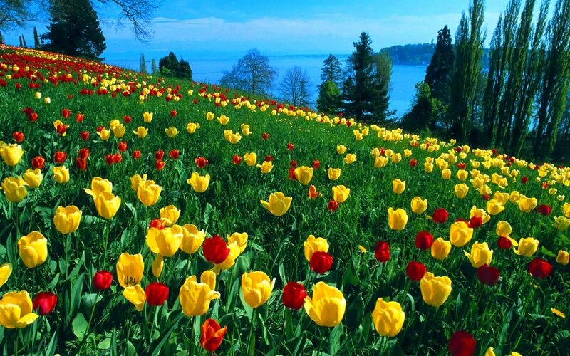 Tulip Field by Lake