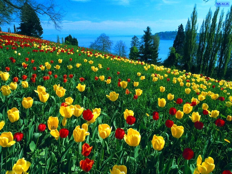 Tulip Field by Lake — Yellow, Serene, Spring, Photograph, Trees, Sky