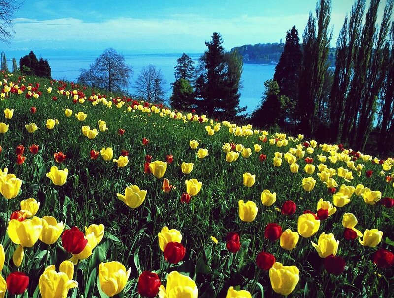 Tulip Field by Lake — Yellow