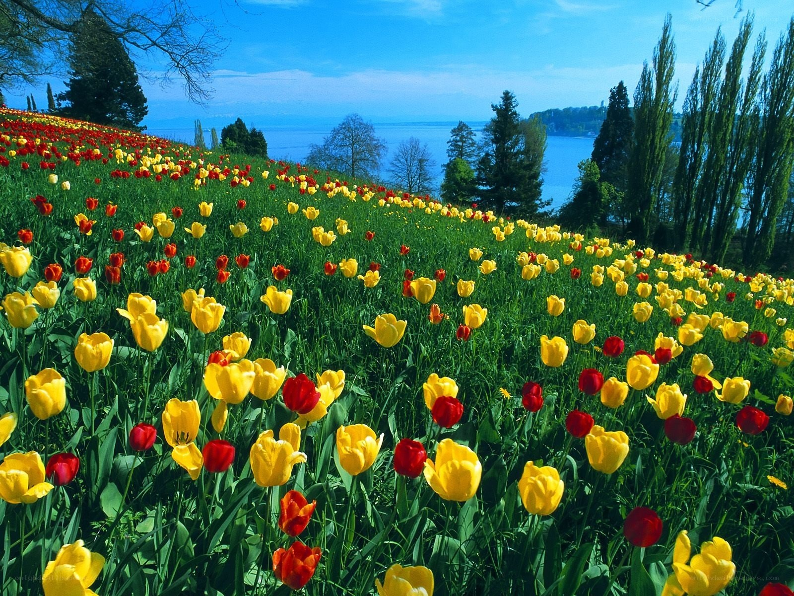 Tulip field by the lake