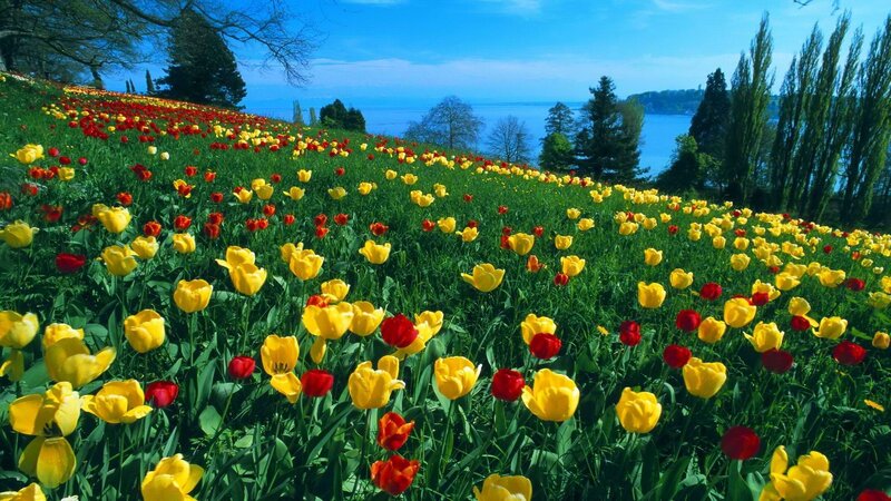 Tulip field by the lake