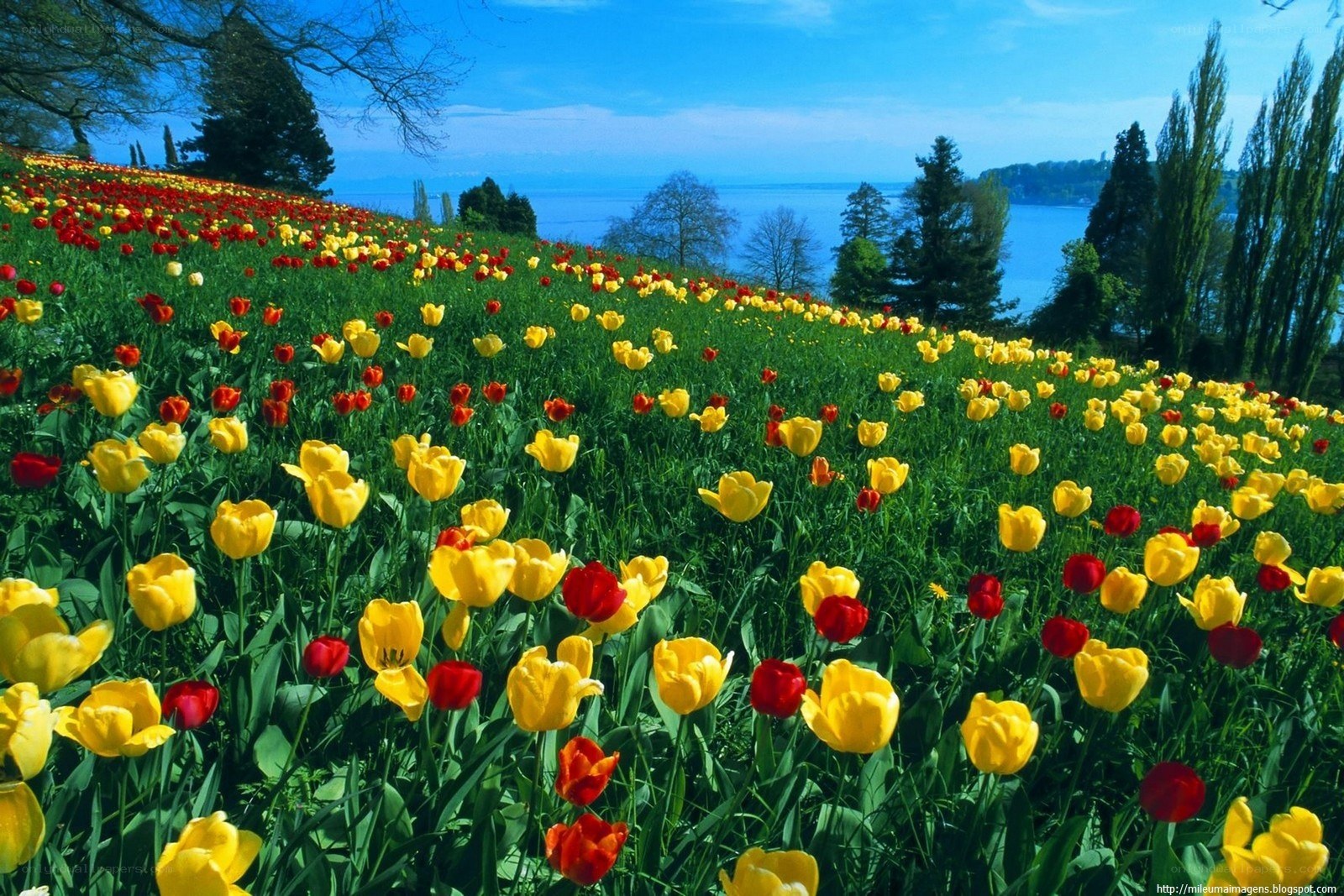 Tulip field by the lake
