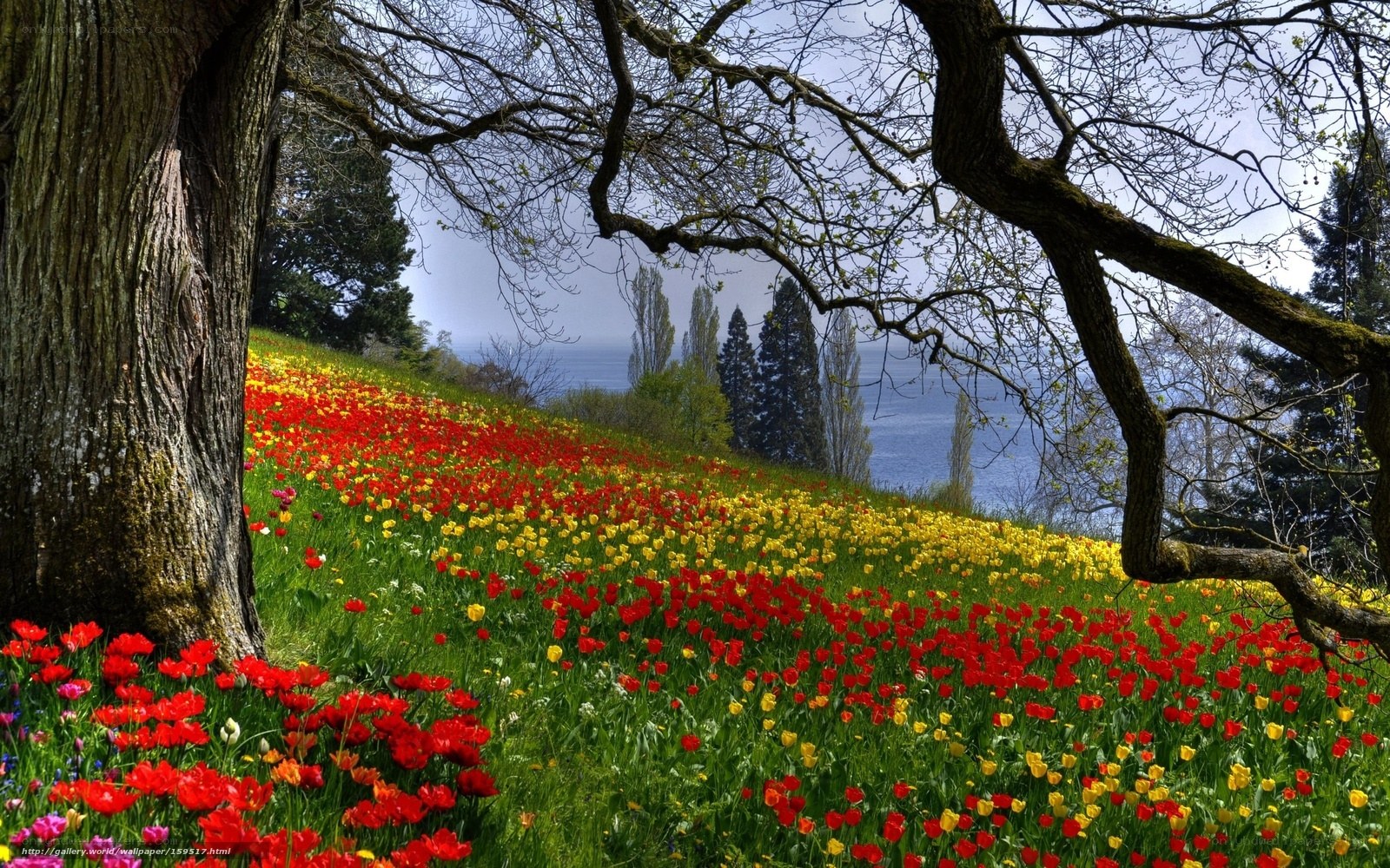 Tulip field by the lake