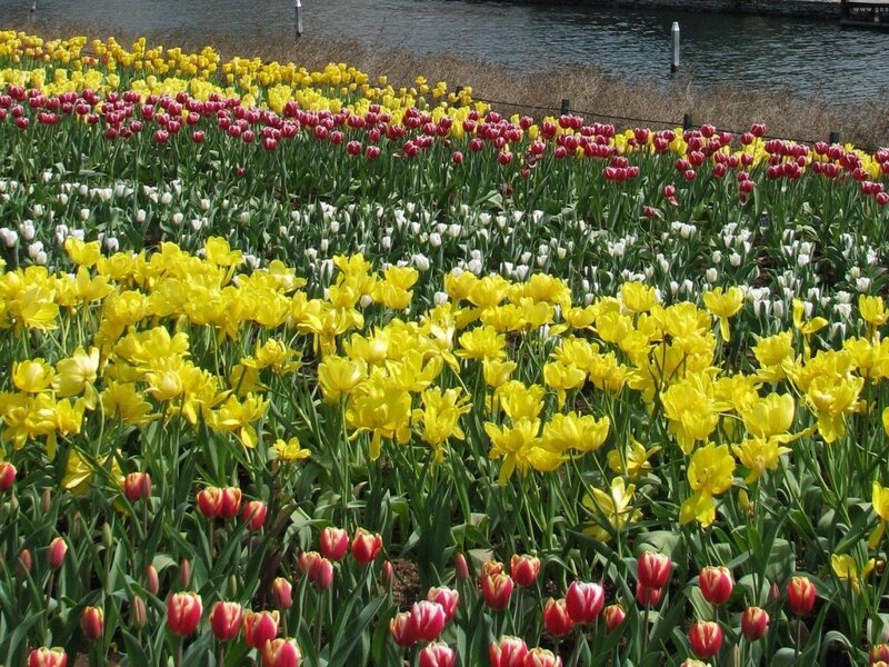 Tulip Field by Water