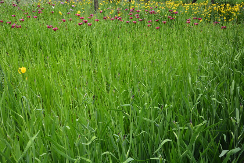 Tulip Field in Bloom — Green